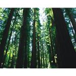 RW Cedar